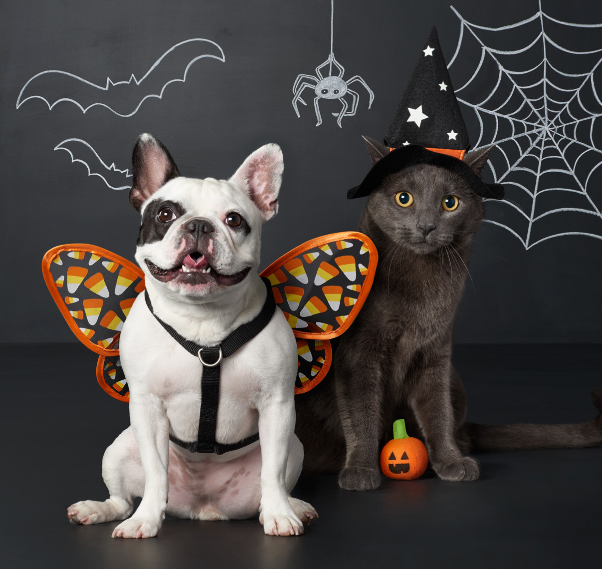 C-000312-01-053_01_Pets_Halloween_Focal