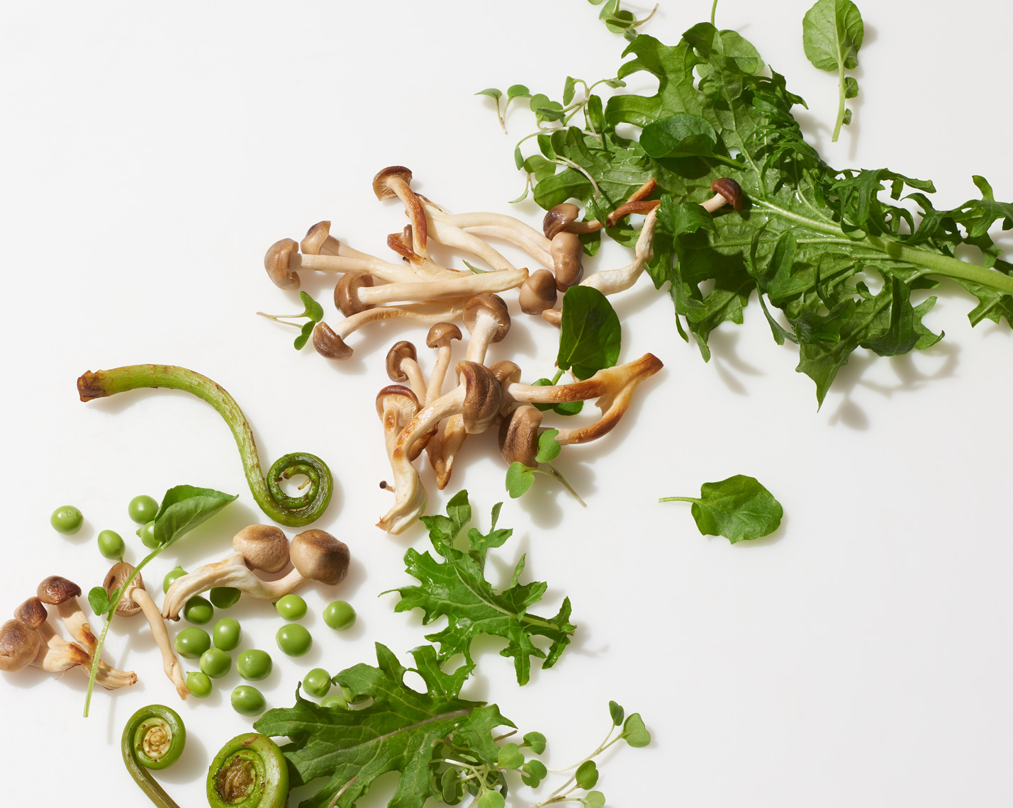 FiddleHead
